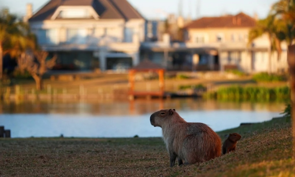 cabybara