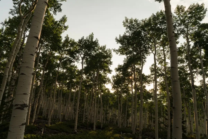 pando 1