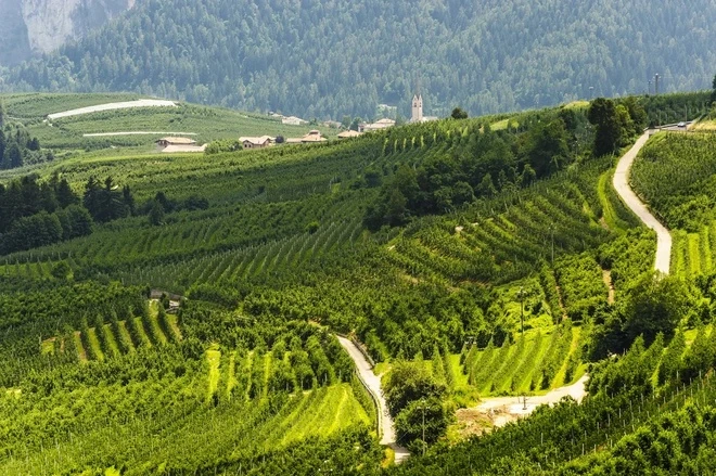 Vermiglio 1