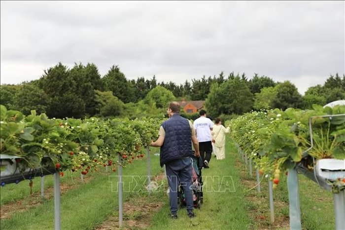 copas farm 1