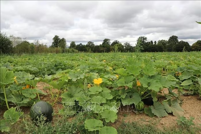 copas farm 1