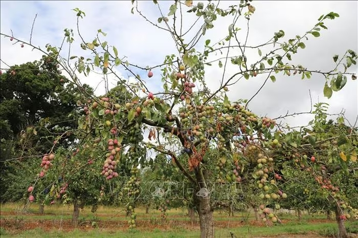 copas farm 1