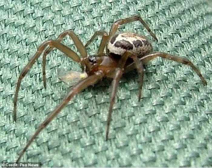nhen goa phu gia false widow 1