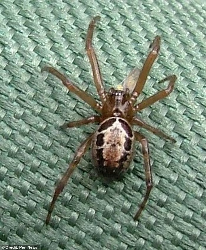 nhen goa phu gia false widow 1