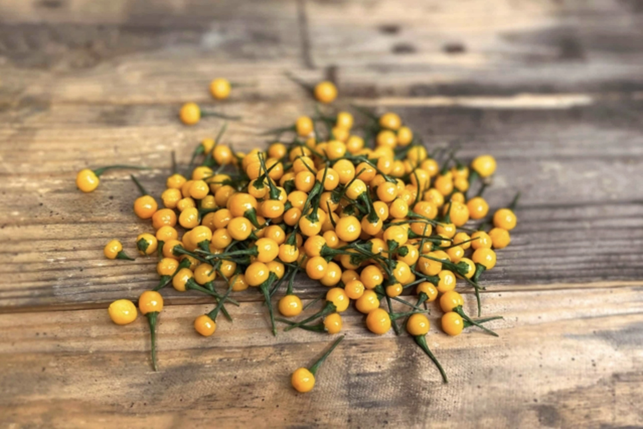 Aji Charapita 1