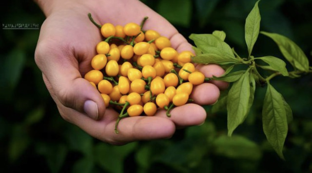 Aji Charapita 1
