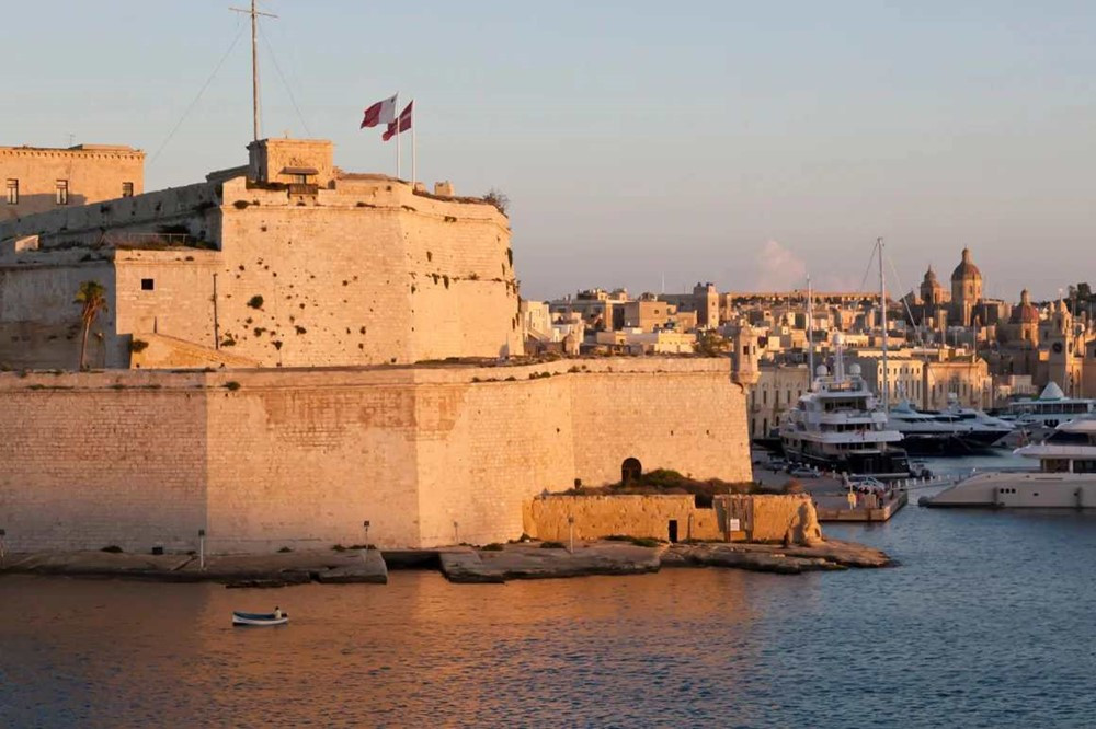 chien si malta 1
