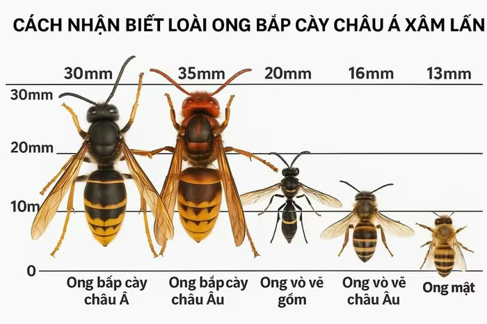 ong bap cay chau a 1