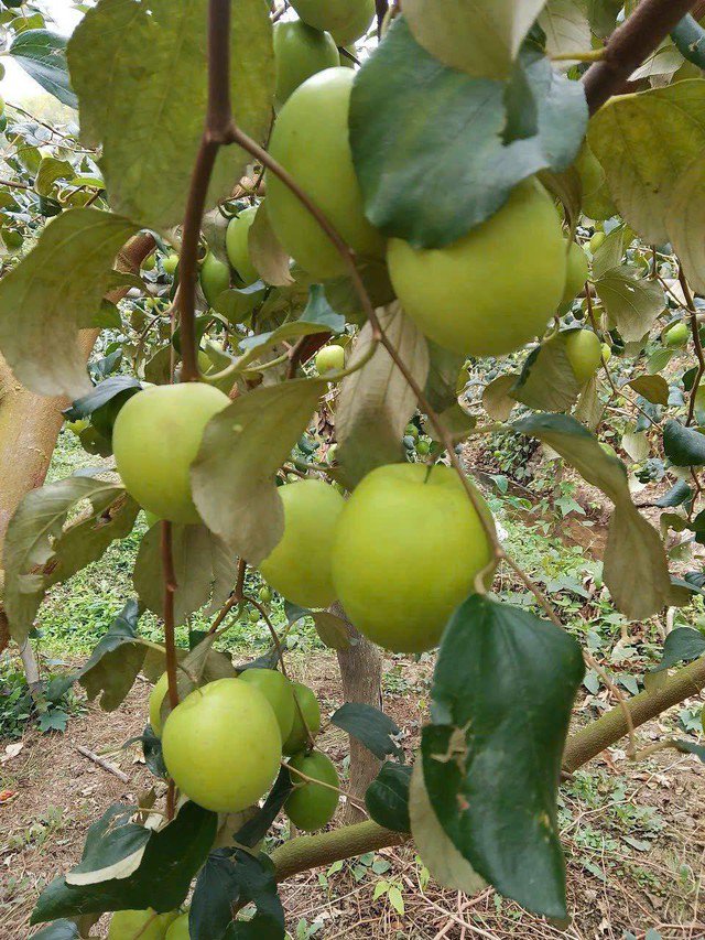 tao dai mat 1