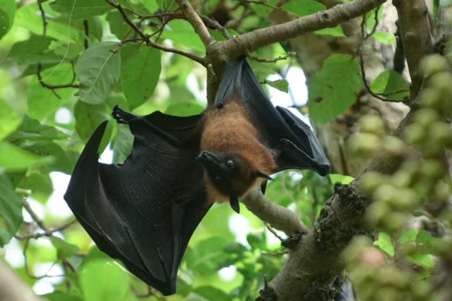 virus Nipah 7