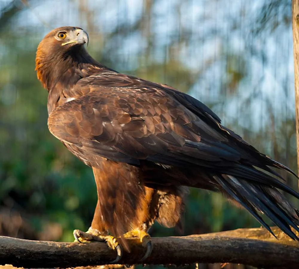 golden eagle