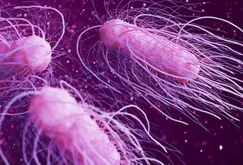 Salmonella
