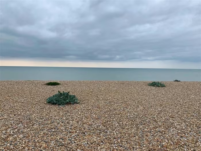 can choi ven bien east sussex 1