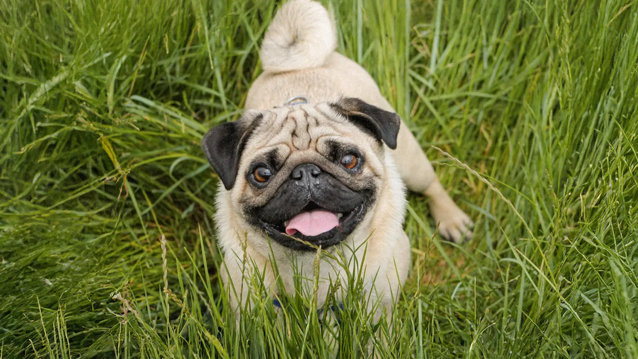 pug