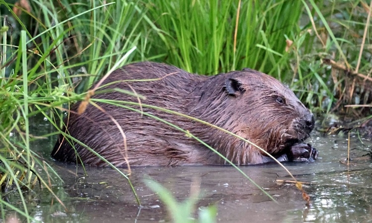 VNE Beaver 1780548661 3517 1780548713