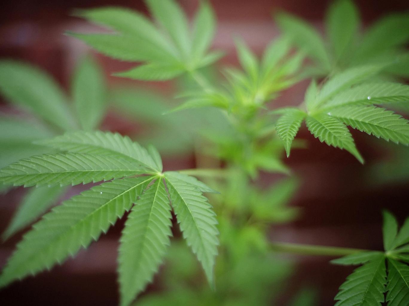 cannabis